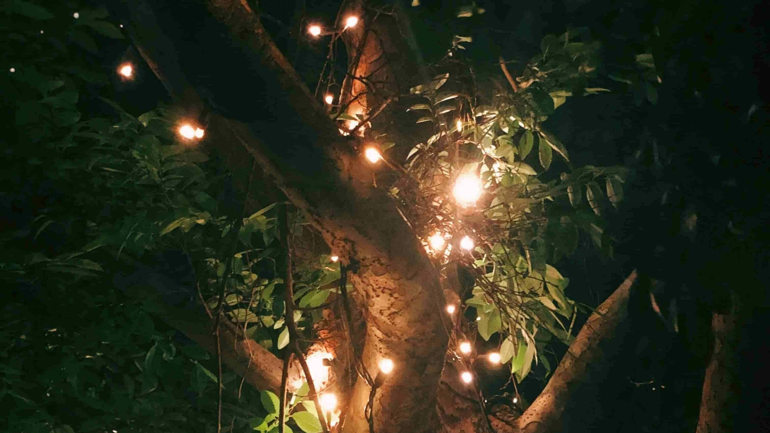 light up the tree